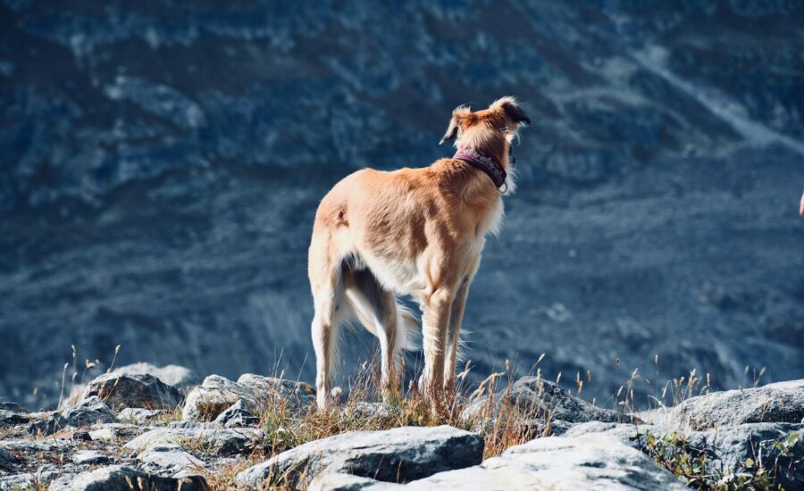 a brown dog standing on top of a rocky hillside