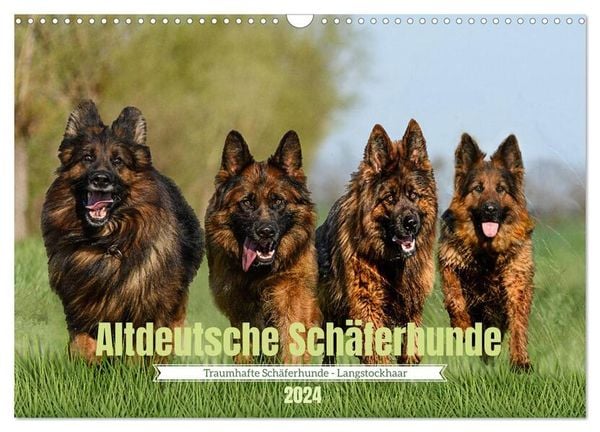 Altdeutsche Schäferhunde - Traumhafte Schäferhunde Langstockhaar (Wandkalender 2024 DIN A3 quer), CALVENDO Monatskalender