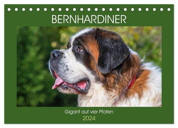 Bernhardiner - Gigant auf vier Pfoten (Tischkalender 2024 DIN A5 quer), CALVENDO Monatskalender