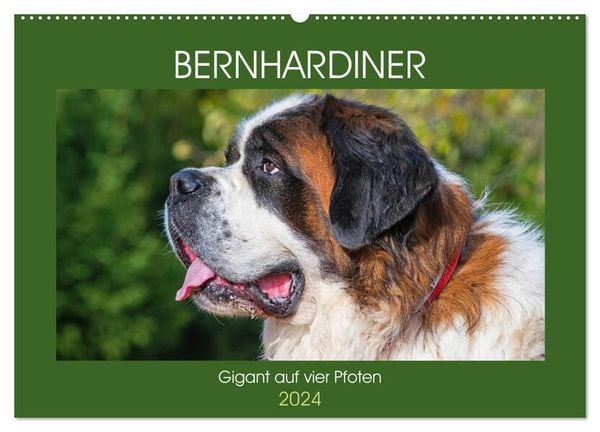 Bernhardiner - Gigant auf vier Pfoten (Wandkalender 2024 DIN A2 quer), CALVENDO Monatskalender