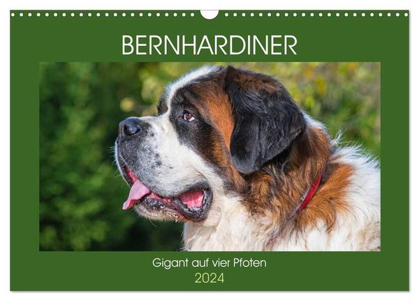 Bernhardiner - Gigant auf vier Pfoten (Wandkalender 2024 DIN A3 quer), CALVENDO Monatskalender