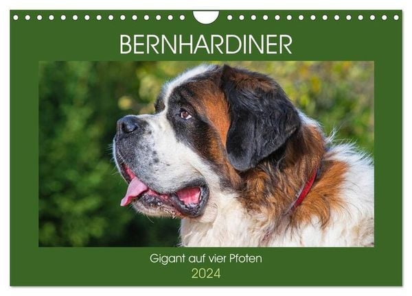 Bernhardiner - Gigant auf vier Pfoten (Wandkalender 2024 DIN A4 quer), CALVENDO Monatskalender