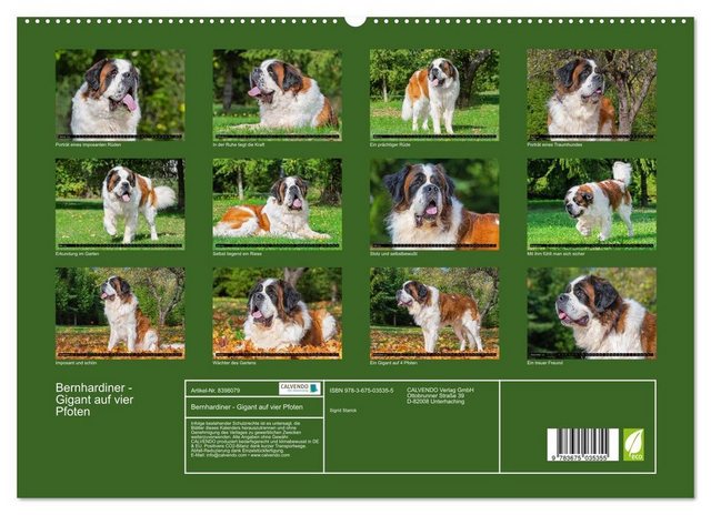 CALVENDO Wandkalender Bernhardiner - Gigant auf vier Pfoten (Premium, hochwertiger DIN A2 Wandkalender 2023, Kunstdruck in Hochglanz)