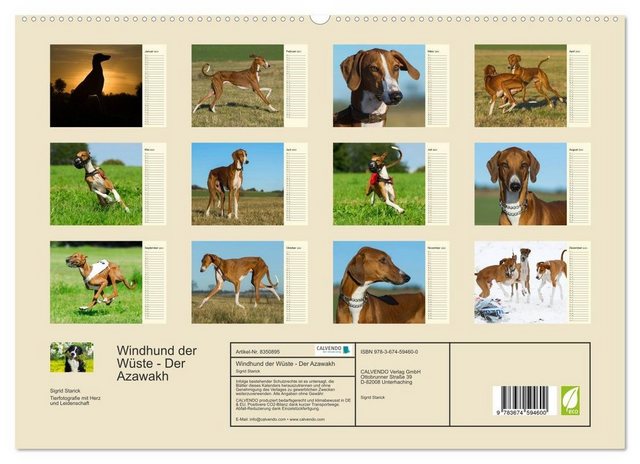 CALVENDO Wandkalender Windhund der Wüste - Der Azawakh (Premium, hochwertiger DIN A2 Wandkalender 2023, Kunstdruck in Hochglanz)