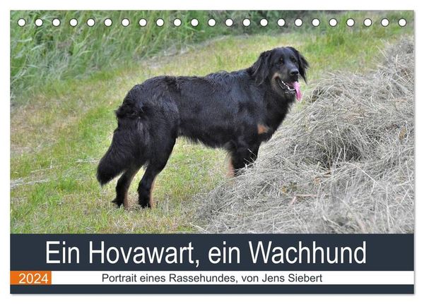 Ein Hovawart, ein Wachhund (Tischkalender 2024 DIN A5 quer), CALVENDO Monatskalender