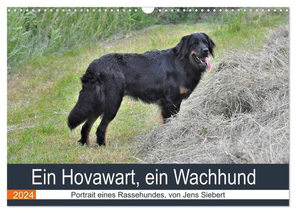 Ein Hovawart, ein Wachhund (Wandkalender 2024 DIN A3 quer), CALVENDO Monatskalender