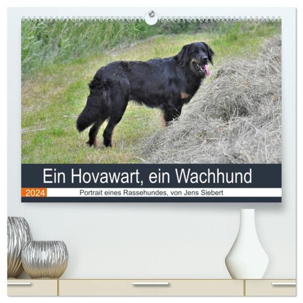 Ein Hovawart, ein Wachhund (hochwertiger Premium Wandkalender 2024 DIN A2 quer), Kunstdruck in Hochglanz