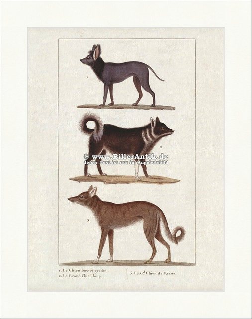 Kunstdruck Wolfshund Russischer Hund Hundeartige Hütehund chien ture et gredin Bu, (1 St)