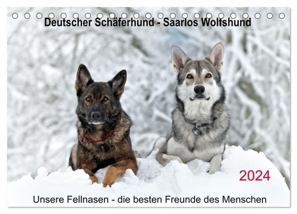 Schäferhund - Saarlos Wolfshund (Tischkalender 2024 DIN A5 quer), CALVENDO Monatskalender