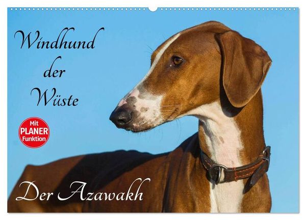 Windhund der Wüste - Der Azawakh (Wandkalender 2024 DIN A2 quer), CALVENDO Monatskalender