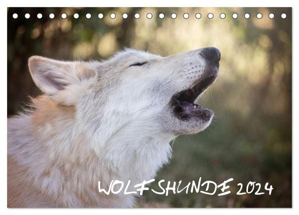 Wolfshunde 2024 (Tischkalender 2024 DIN A5 quer), CALVENDO Monatskalender