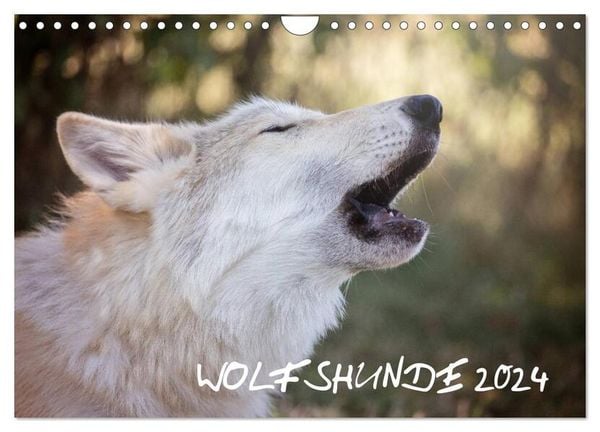 Wolfshunde 2024 (Wandkalender 2024 DIN A4 quer), CALVENDO Monatskalender