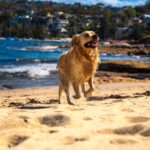 a dog running on the beach with a blue sky in the background