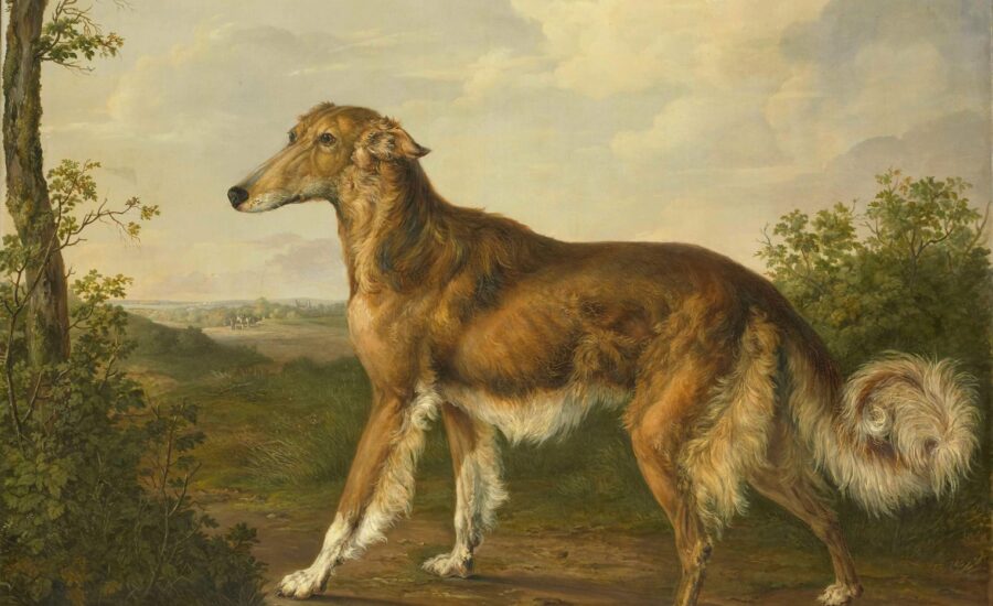 brown and white long coated dog on brown sand