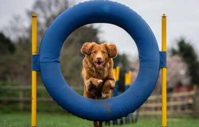 brown short coated dog on blue round frame