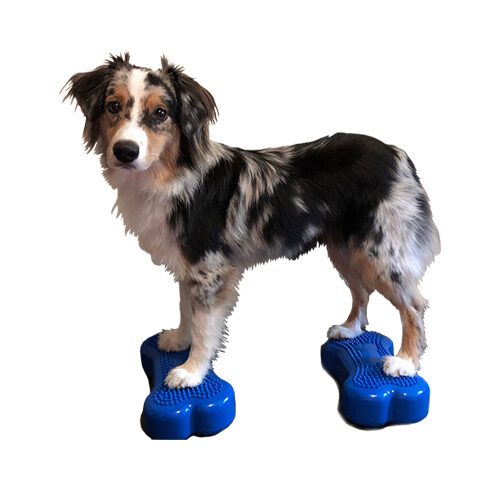 FitPAWS Bone Minis - 2er Set - Blau