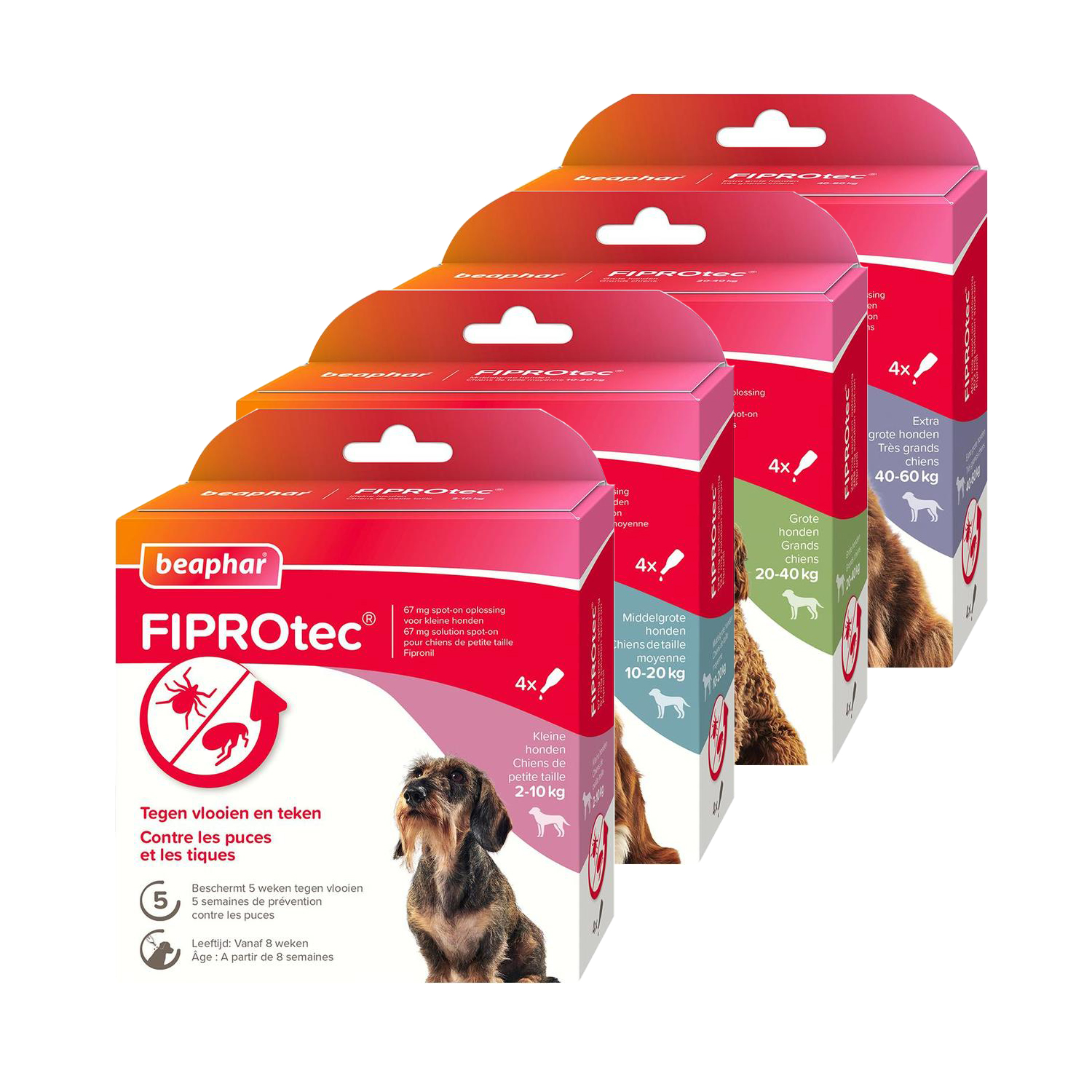 Beaphar FiproTec Spot-On Hund - 2 - 10 kg - 3 + 1 Pipetten