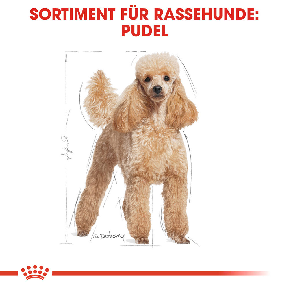 Royal Canin Poodle Adult Hundefutter - 1